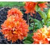 Азалия крупноцветковая Мандарин Лайтс (Mandarin Lights) С5, 50 см